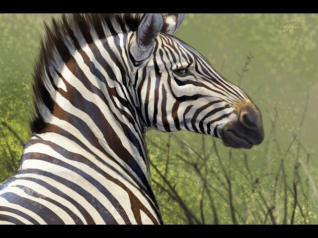 Live Stream - Drawing A Zebra in Procreate 5!