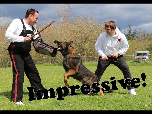 Pro-Celebrity Protection Dog Demonstration by Kraftwerk K9