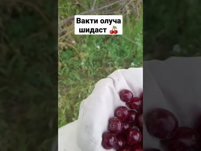 Вакти олуча шудаст