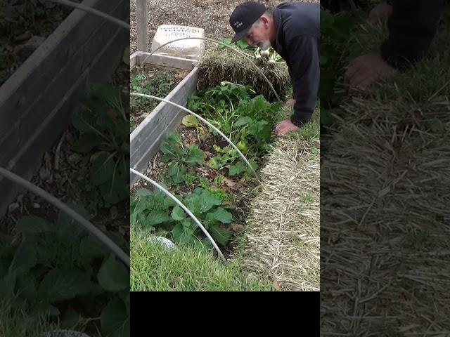 The deep mulch produces more food than you can eat #garden #growyourownfood #gardening #urbanfarming