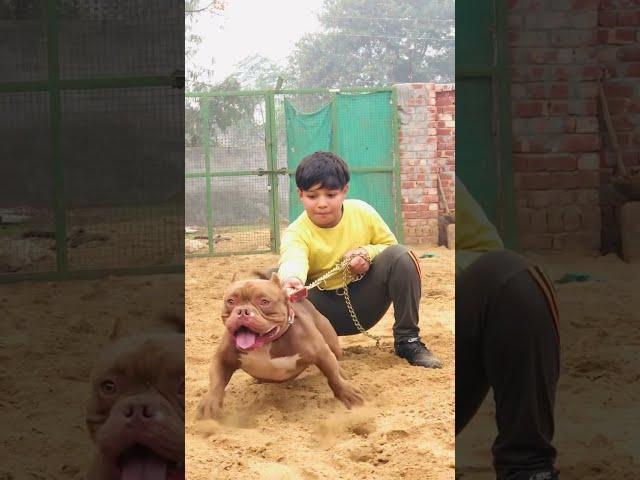 my channel Scribe all#viralvideo #shorts #reelsindia #doglover #punjabigamer #funnyvideo #instagram