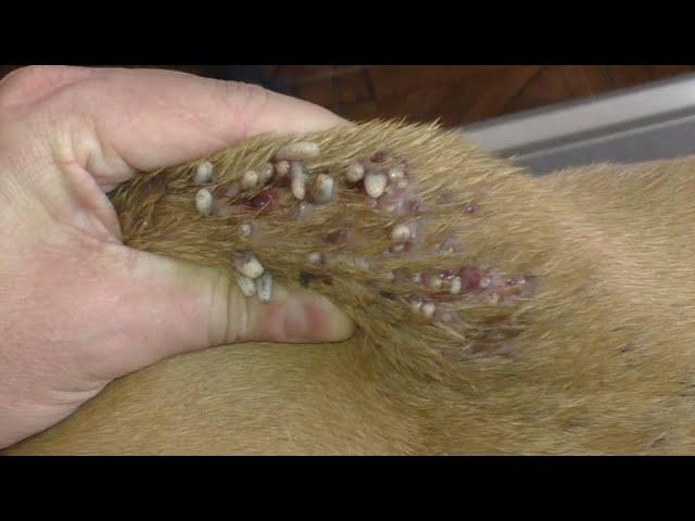 mango worms   remove monster mango worms from poor dog  mango worms removal  4