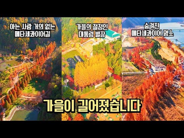 11월 국내 여행 메타세콰이어 추천 길어진 가을 여행 추천 BEST #국내여행 #여행추천