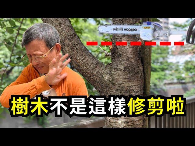 錯誤和正確修剪樹木的方法，側枝如何變主幹?矮剪時要注意的三個重點分享| 阿星種植