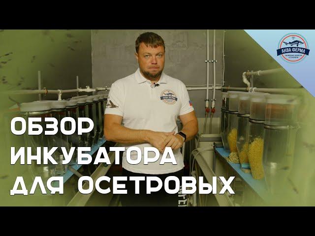 Обзор инкубатора для осетровых