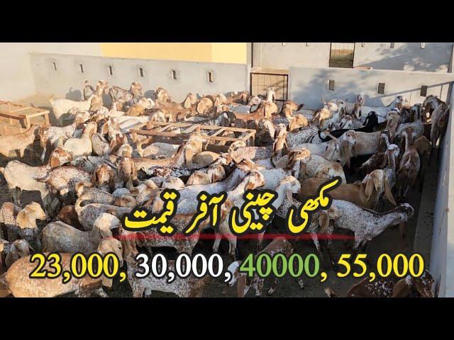 Goats Offer Price 23,000, 30,000, 40,000, 55,000 makhi chini goats