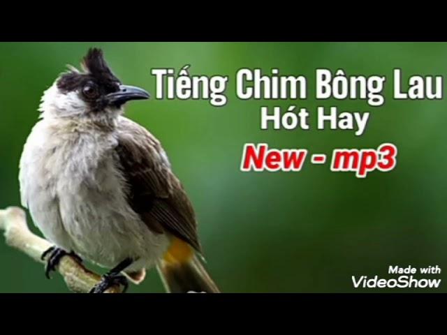 tiếng chim bông lau, chào mào đít vàng dùng đi bẫy luyện giọng bổi, tập mồi hiệu quả.Đại Gia Chim Cu