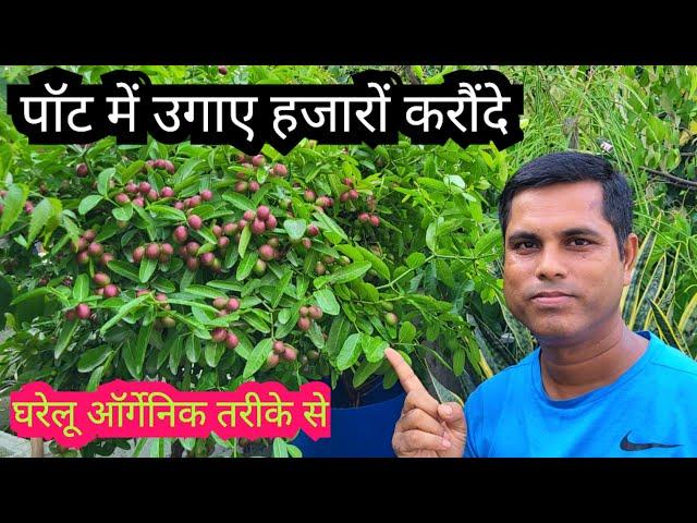 How to get Maximum Karonda in pot || Gooseberry Gardening in Pot