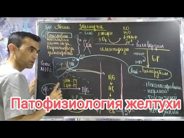 Желтухи. Нарушение билирубиного обмена.