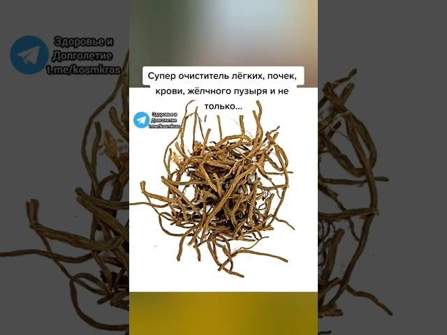 супер очиститель лёгких, почек, желчного пузыря и не только... #здоровье #народнаямедицина