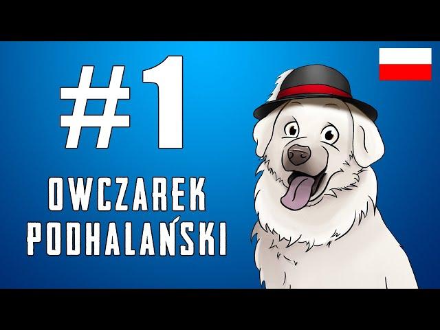 Owczarek Podhalański - potężny tatrzanin