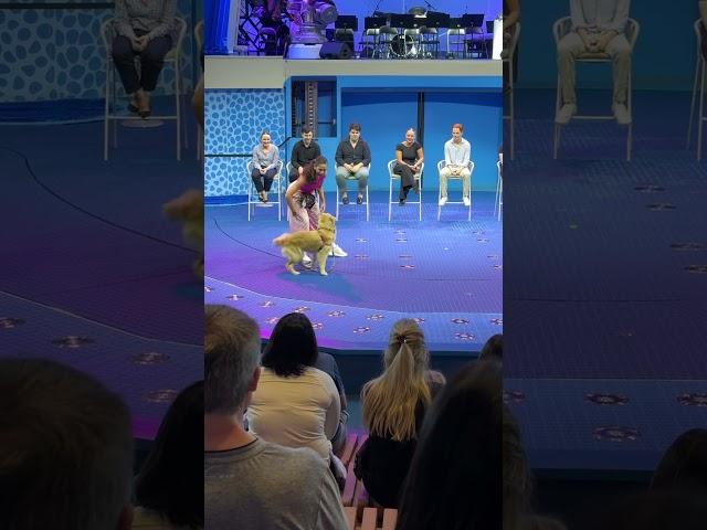 #shorts Royal Caribbean Icon of the Seas Chief Dog Officer Rover Shows off Her Tricks!