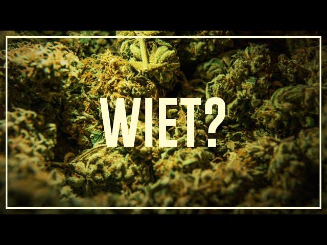 Weed (THC) - Do's and don'ts | Drugslab