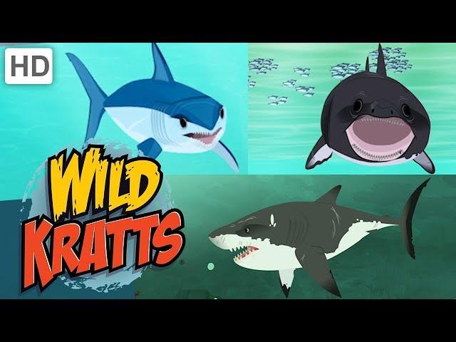 Wild Kratts  Sharks: Predator and Prey | Shark Week | Kids Videos