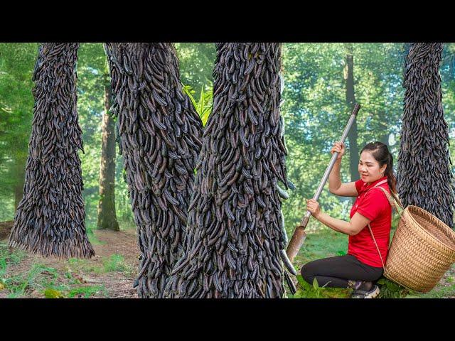 Harvesting Black FOREST WORM & Go to Market Sell | Daily life of a single mom | Lý Thị Hằng