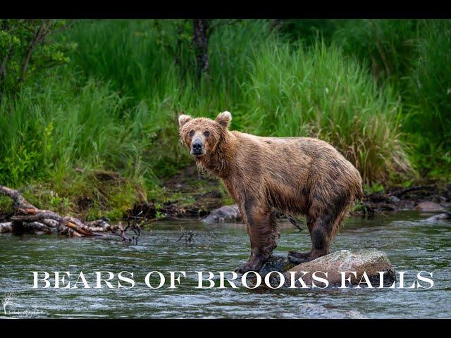 Brooks Falls/Camp- Katmai Bears- Alaska- Coastal Brown Bear Photography-So many Bears!!!