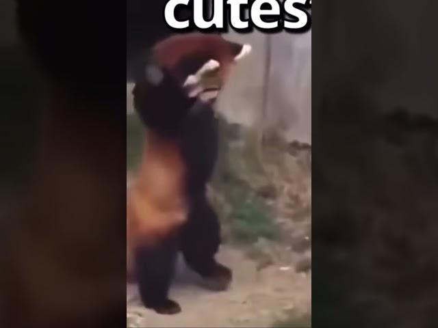 Go panda