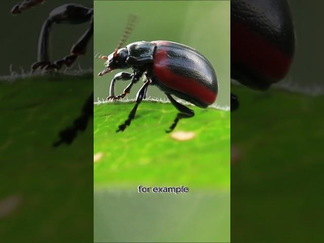 Exploring Beetles - The Majesty and Biodiversity of the Tiny World