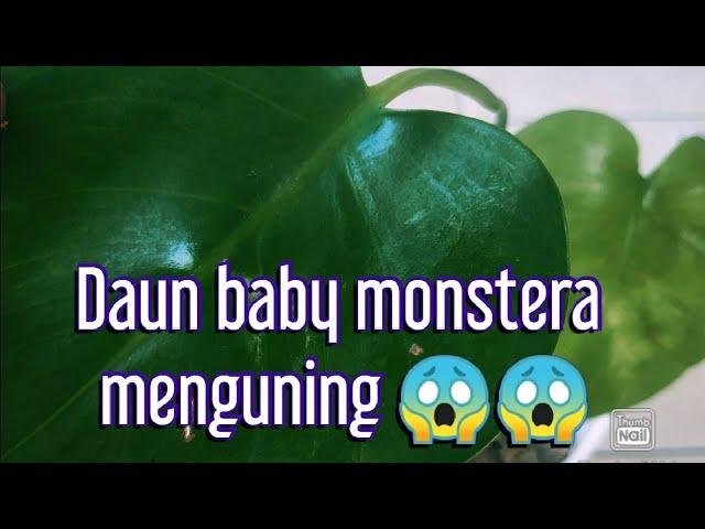 KEBUNCILIK - TIDAAAAKK !!!!! Monstera Menguniiingg, WHY???? | Deliciosa Monstera