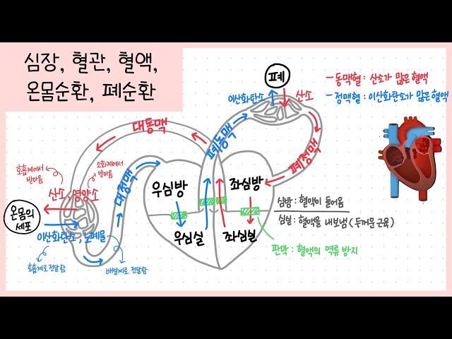 [중2 동물과 에너지] 2강. 순환계 정리하기🫀 함께 필기해요┃심장의 구조┃혈관과 혈액┃혈액순환 과정