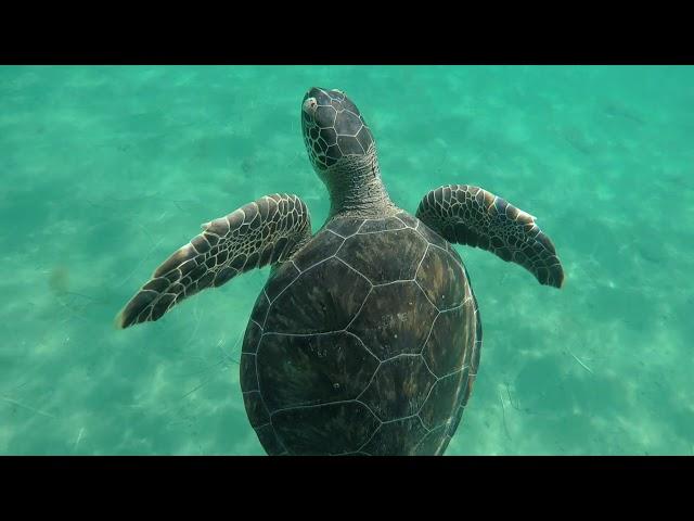 GoPro: Swimming with turtles near Limassol, Cyprus / Плаваем с черепахами возле Лимассола, Кипр