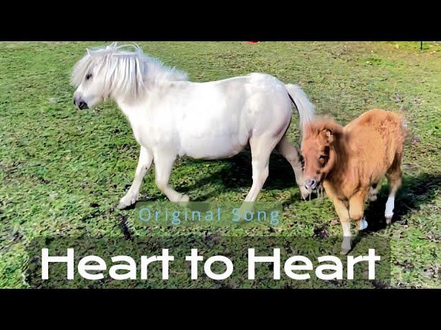 Shetland Stallion greets his Shetland Foal (The Cutest Thing You'll See This Year)