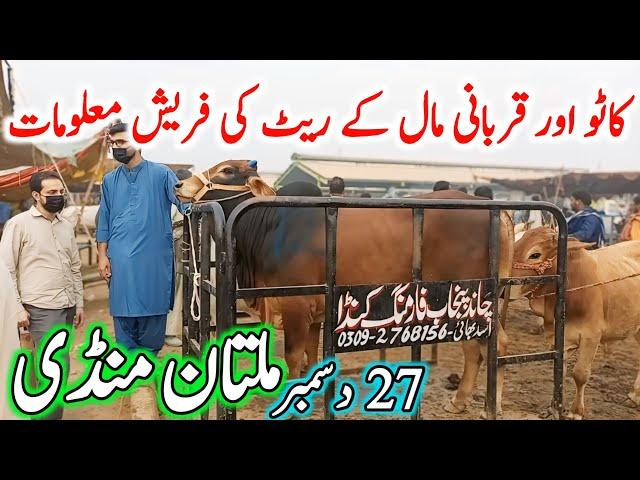 Multan Cow Mandi Fresh Latest Update Video | Cholistani Nukre Ablk Sahiwal Bachre | Cow Mandi 2024