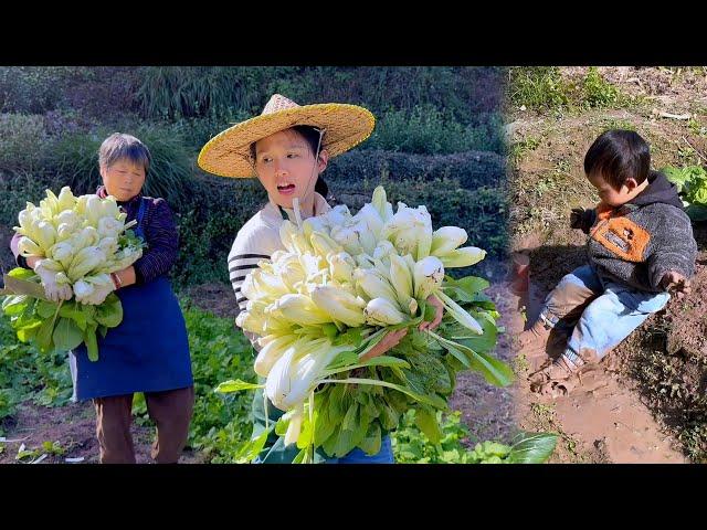 Mother-in-law and daughter-in-law harvest cabbage, Yike plays in the mud and turns into a clay doll