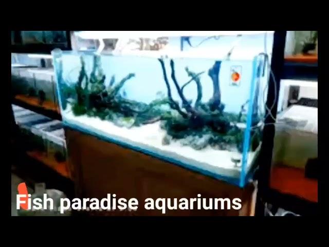 my shop tour Fish paradise aquariums