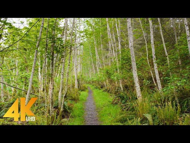 4K Spring Walk through Vancouver Island, Canada - Virtual Forest Walk Accompanied by Birds Songs