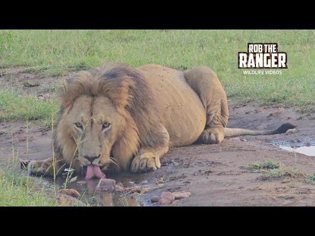 Lions Finished Breakfast, Have  Drink! | Maasai Mara Safari | Zebra Plains