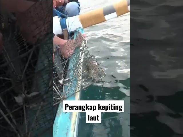 Menangkap kepiting Laut