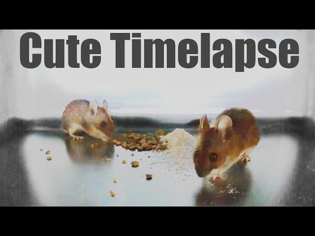  Mouse eating Flour and Lentils (Timelapse )