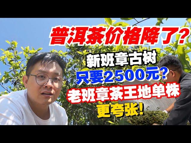 普洱茶价格降了？新班章古树只要2500元？老班章茶王地单株更夸张！购茶请加微信/赖line2号店：HDLG002（同号，搜索即可）#普洱茶 #茶文化 #普洱茶要怎么泡 #古树茶#茶#茶叶#茶葉#古樹茶