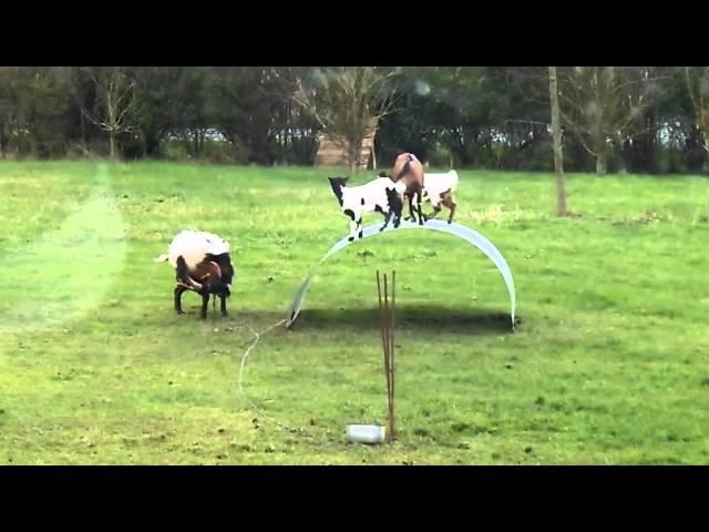Naught goats