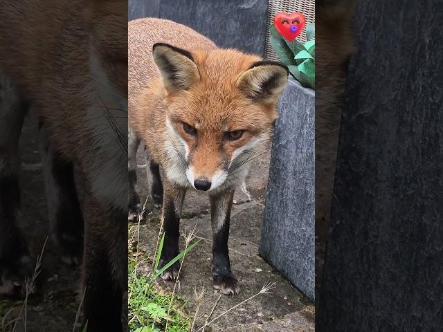 Cute Fox Says HAPPY NOVEMBER  #adorable