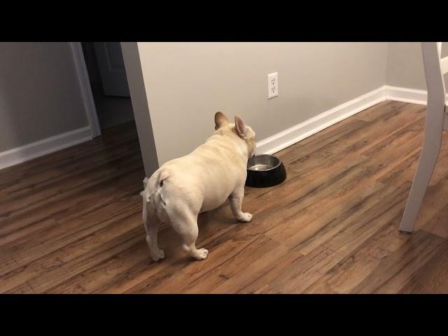 FLASHBACK VIDEO: Angry French Bulldog on Diet