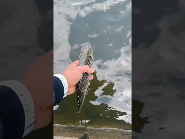 #fishing #рыбалка #поймалотпусти