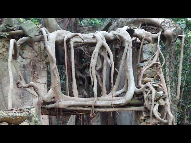 Josie Ambo is live!  This Banyan Tree Grew Over the Ruins at the Abandoned Village
