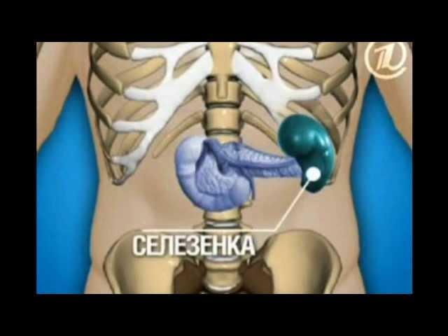 Аппендикс и селезенка!