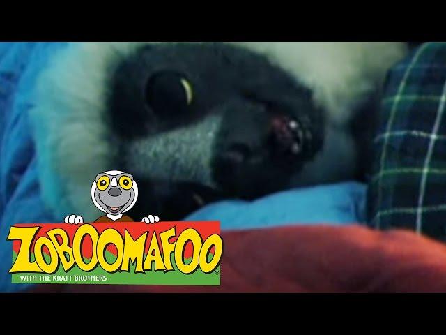  Zoboomafoo  109 | Night Time - Full Episode | Kids TV Shows