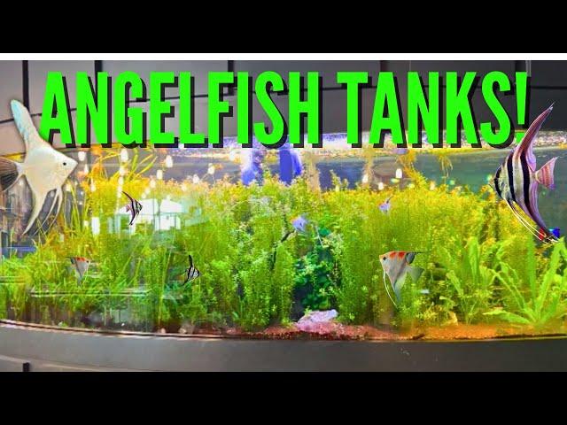 10 Beautiful Freshwater Angelfish Tanks