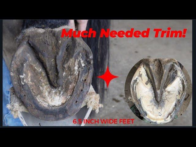 Very Detailed Trim and Shoeing Job for a Large Horse, Turning them into Works of Horseshoeing Art