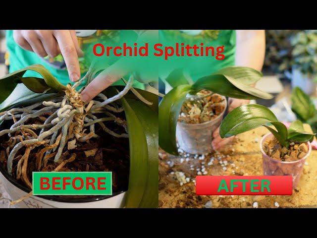 How to Split and Repot an Orchid!