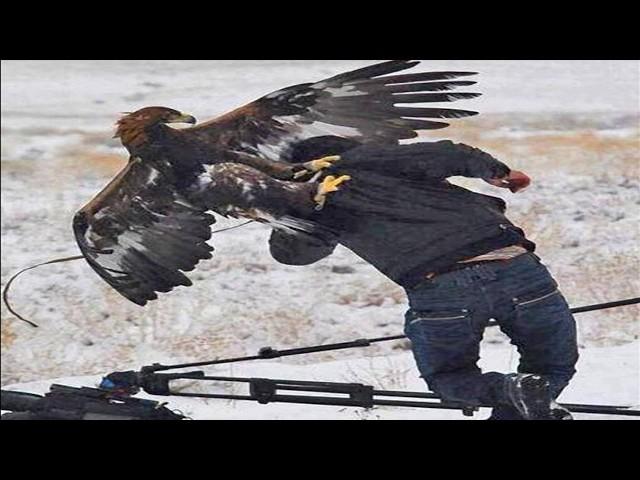 Top 7 Most Intense Eagle Attacks (Wolf, Bear... & Human)