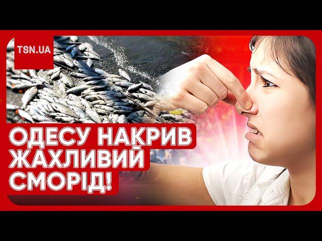 ПЕКЕЛЬНИЙ СМОРІД В ОДЕСІ! Люди шоковані: "Покривалом не треба накритись?!"