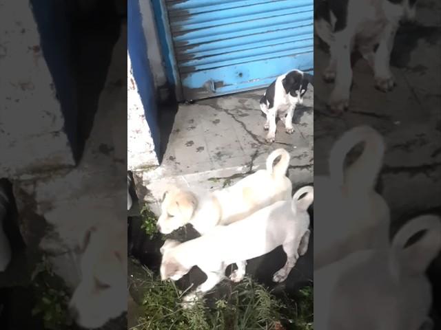 The Curious Trio's Paw-some Adventure! #CutePuppy #StrayDogs #Puppy #AdoptStrays