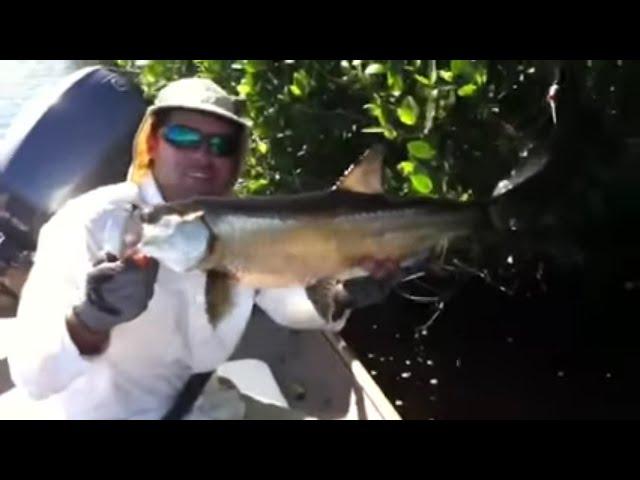 January Everglades Tarpon Fly Fishing Report with Kevin Mihailoff