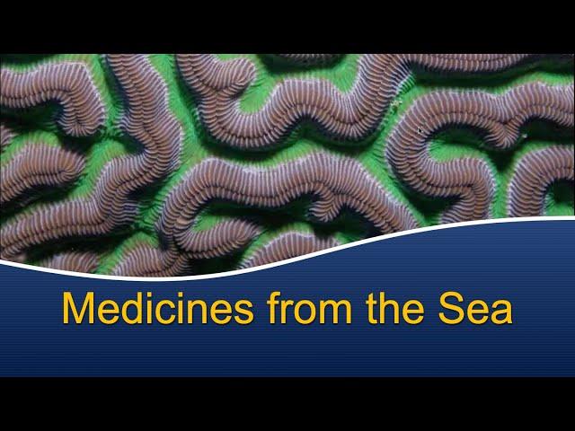 Marine Biology at Home 8: Medicines from the Sea