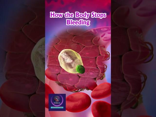 How the Body Stops Bleeding - Blood Clotting
